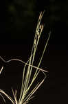 Rigid sedge